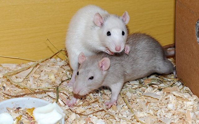 Rotter i kloakken: Forebyggelse og bekæmpelse